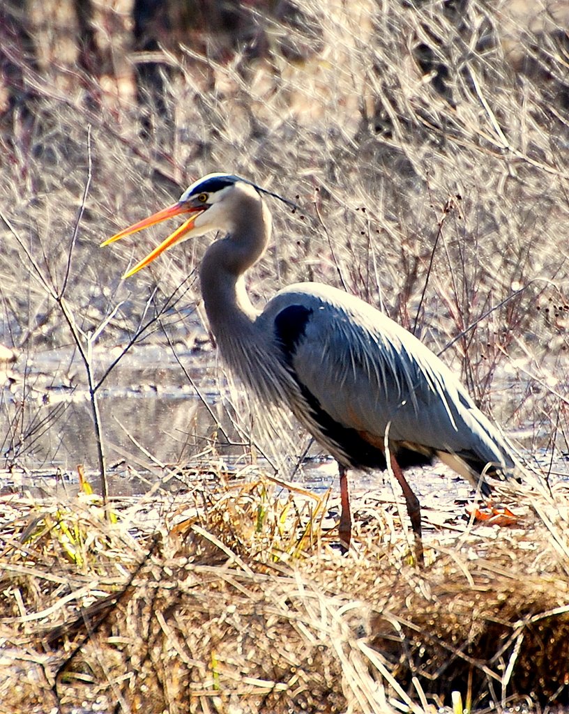 Great Blue Herron by Bob Coryer