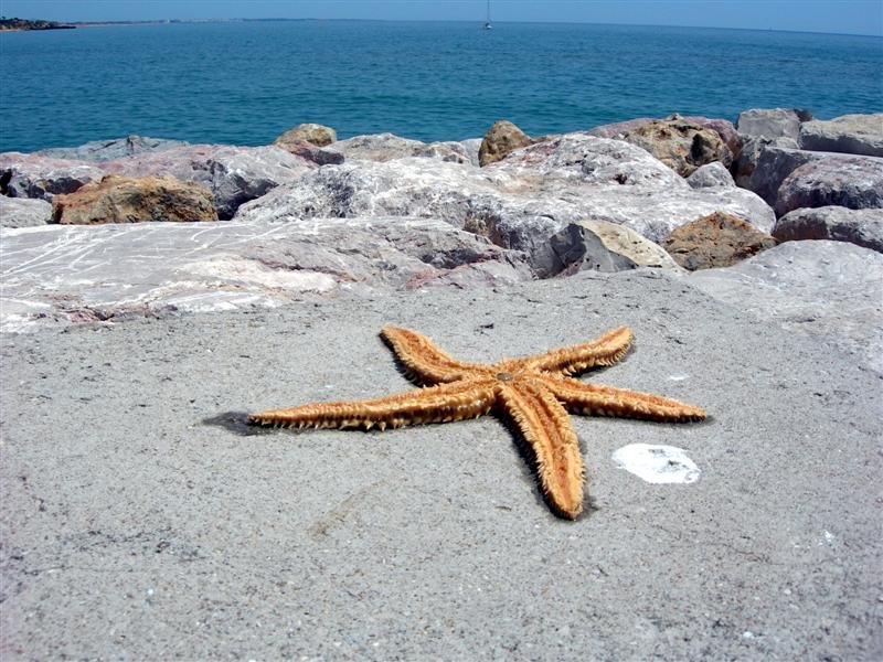 Starfish by David Hughes