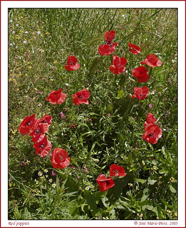 Poppies near Srª da Graça by Jose Mario Pires