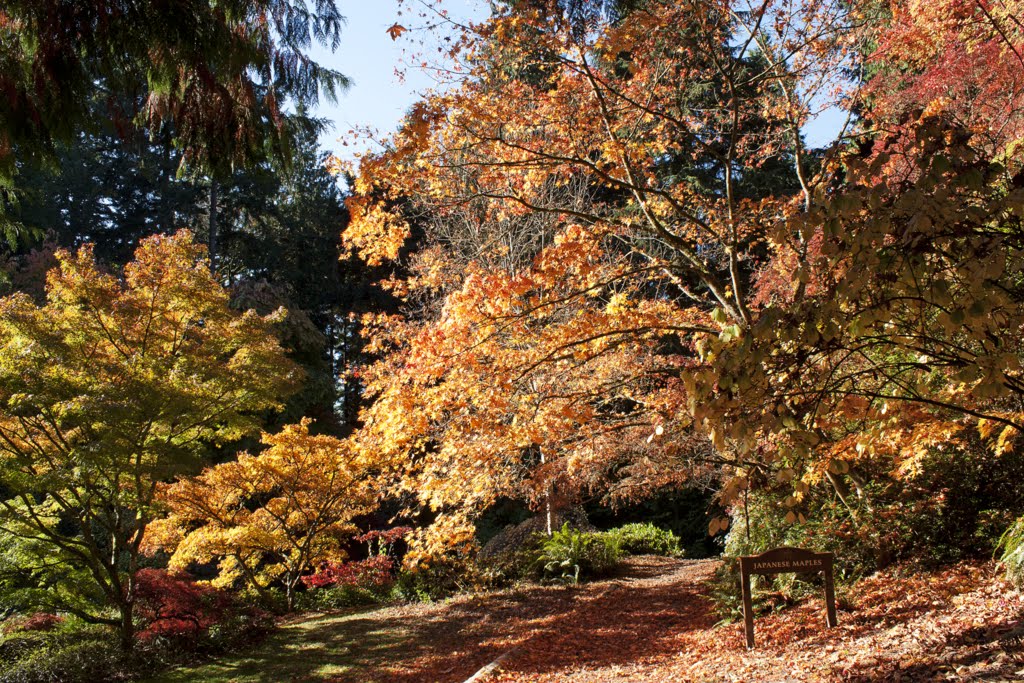 Seattle 2013 - Washington Park Arboretum in Autumn by kstephengriffith