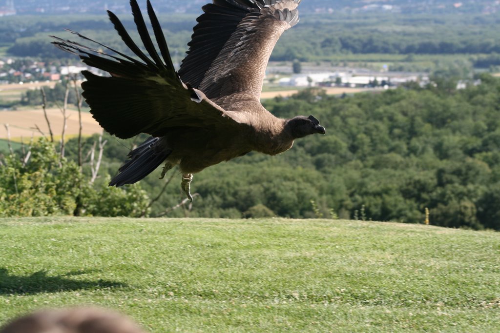 Anden Condor - Adlerwarte Kreuzenstein by vienna-falcons