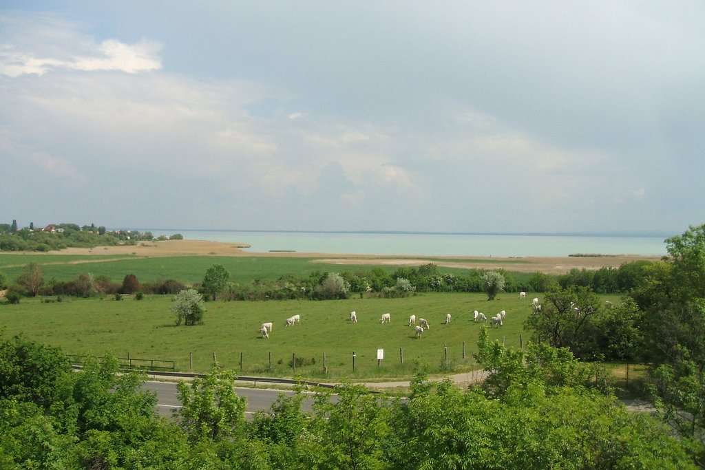 Szürkemarhák és a Balaton by Czeili Gergő