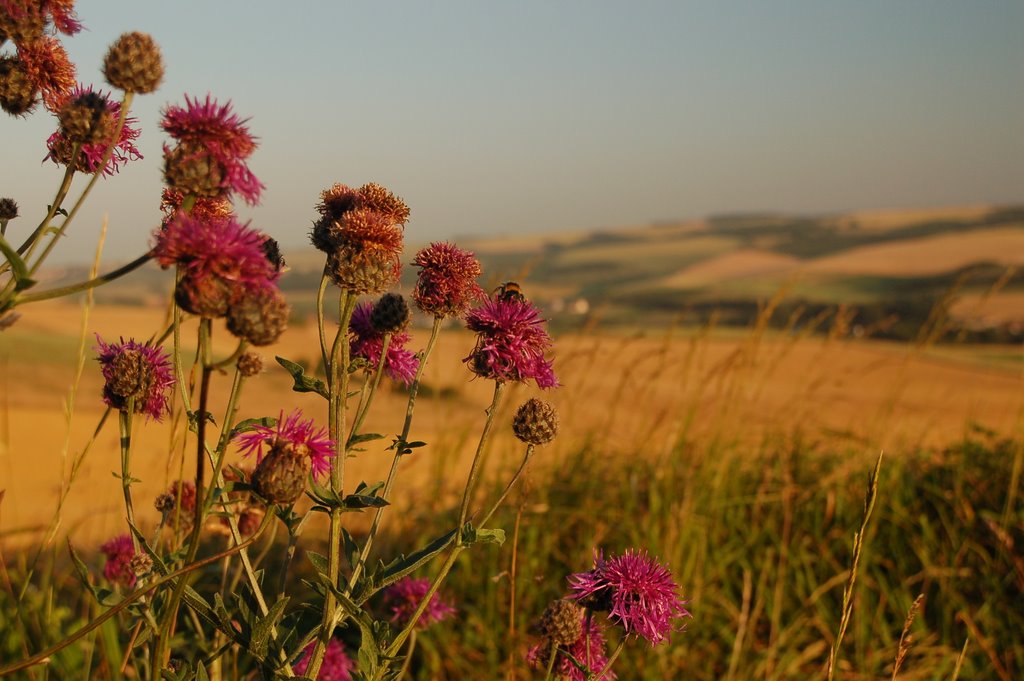 Hervelinghen, France by LaurensHPS