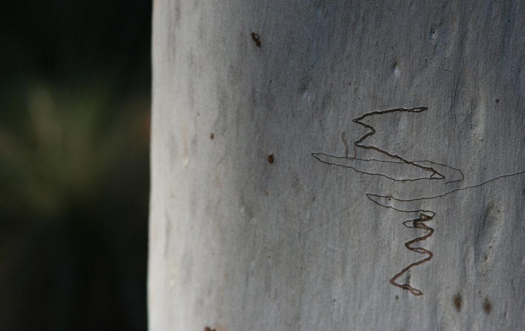 Nature's calligraphy (moth's trail) Scribbly gum - Eucalyptus rossii by Paul Strasser