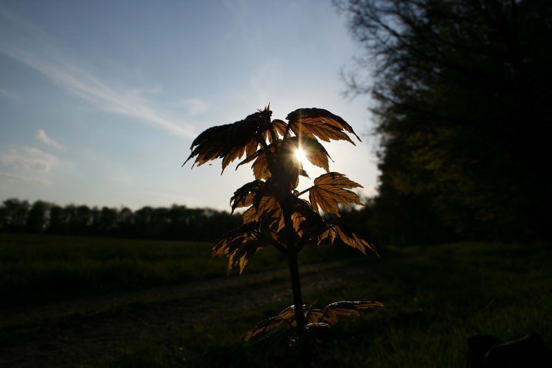 Little tree in the sun by TwiggaDigga