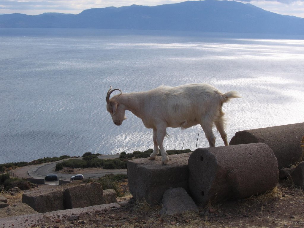 Assos'ta bir keçi - The goat in Assos, heading to mediterranean! by Mustafa Gokmen